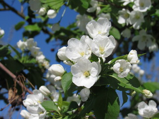apple tree blossom