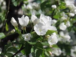 Fototapeta premium apple tree flowers