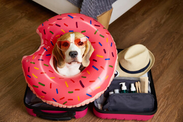  Beagle dog wearing sunglasses sits in suitcase with things for summer vacation at sea.