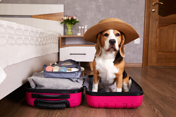 A beagle dog at a suitcase with things for a summer vacation at sea.