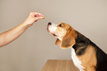 The beagle dog is waiting to be given a pill from the hands of the owner or a doctor