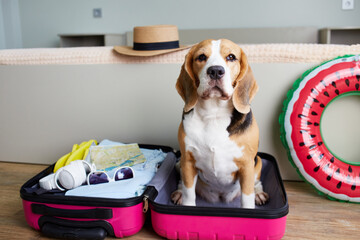 A beagle dog at a suitcase with things for a summer vacation at sea.