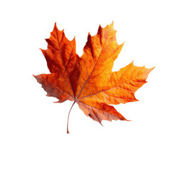 Fototapeta premium Single Vibrant Autumn Maple Leaf Isolated on Green Transparent background