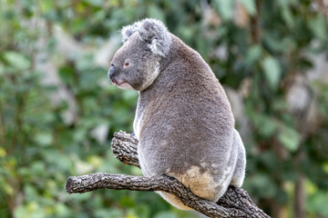 Close up of captive Koala in an Australian zoo