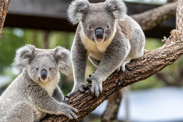 Close up of captive Koala's in an Australian zoo