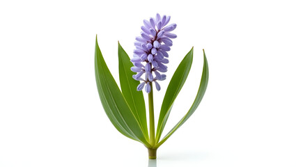 Fototapeta premium blue hyacinth isolated on white background