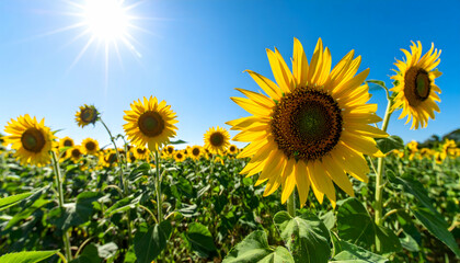 Sunflower Field Under Sunny Sky