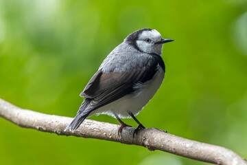 Captive White-fronted Chat in avairy