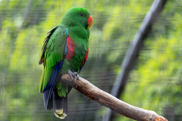 Captive Male Eclectus Parrot perched in avairy