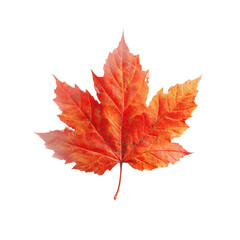Vibrant Red Maple Leaf in Autumn