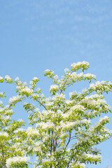 파란하늘과 초록나무