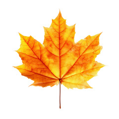 Fototapeta premium Single Vibrant Orange Maple Leaf Isolated on Green Transparent background