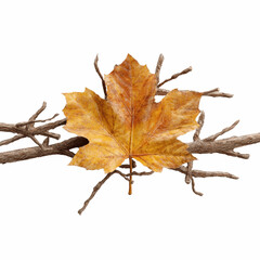 Single Autumn Maple Leaf on Dead Branches - Chroma Key Blue Transparent background