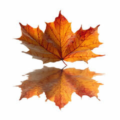 Fototapeta premium Autumn Maple Leaf Reflection on Water - Vibrant Fall Colors