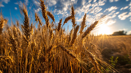 Obraz premium Ripe Golden Brown Wheat in a Farm Ready for Harvest