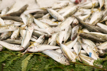 Fresh fish caught at a coastal market in the early morning hours