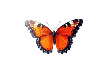 See Monarch Butterfly with Black Background for Flying Concept Theme