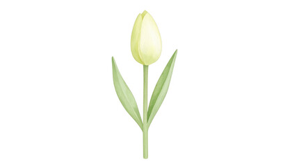 Obraz premium Soft Yellow Tulip Illustration on a Minimalist Background Design