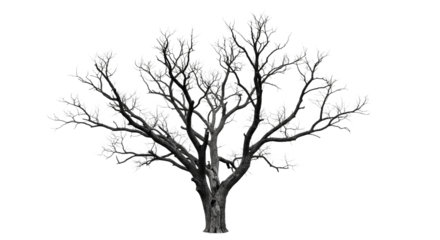 Bare Tree Silhouette Isolated Winter Nature Branch Graphic Element