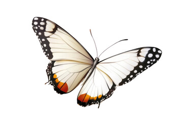 White Butterfly Fly and Soar with Graceful Wings, Concept Theme, nature