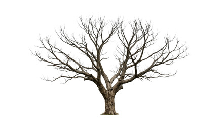 Bare Tree Silhouette Isolated Winter Tree Branch Nature