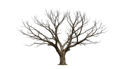 Bare Tree Silhouette Isolated Winter Tree Branch Nature