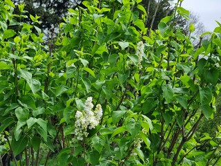 Lilac blossom in spring. Plant name is Syringa vulgaris.