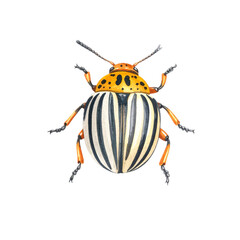 Striped bug watercolor colorado potato beetle insect striped yellow black body hand painted illustration isolated white