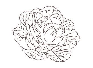 Obraz premium Cabbage line art