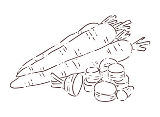 hand draw  illustration carrot