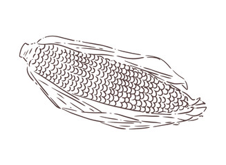 sweetcorn line art