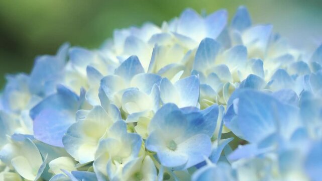 アジサイの花のクロースアップ 5倍スローモーション