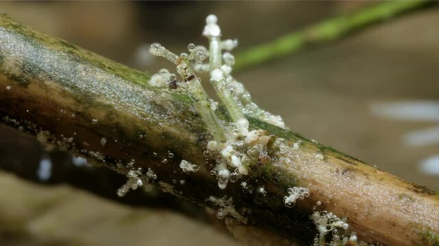 Slime mold, Physarum viride, tiny white fruiting bodies, growing on a stick in a forest habitat, macro photography detail nature