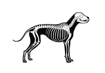 Fototapeta premium Dog skeleton silhouette. This image features a canine skeletal structure in a black silhouette, depicting the bones, skull, and spine in detail. Vector clipart illustration design.