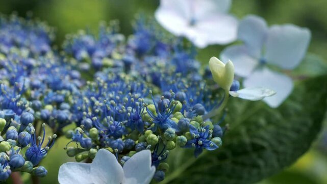 アジサイの花のクロースアップ 5倍スローモーション
