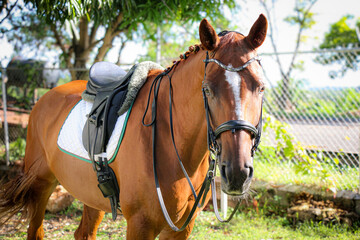 Obraz premium Portrait of a horse