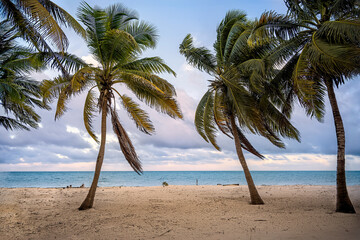 Obraz premium Palm trees, beach, sand, and sky at the ocean in Punta Allen, Mexico