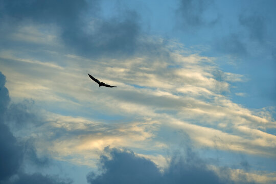 Great frigate bird flying in a cloudy sky at Punta Allen, Mexico - Powered by Adobe