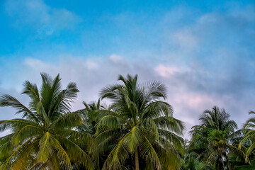 Obraz premium Palm trees, beach, sand, and sky at the ocean in Punta Allen, Mexico
