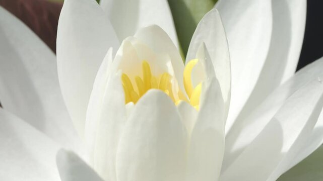 白い蓮の花 5倍スローモーション