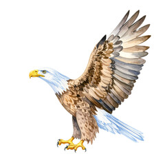 Obraz premium Eagle on a white background, spring watercolor illustration, botanical painting