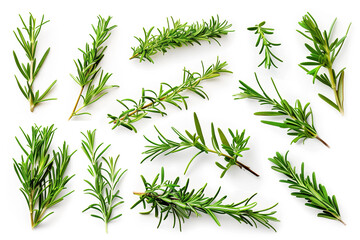 Obraz premium Fresh rosemary herb sprigs isolated on clean white background