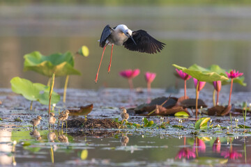 Black-winged Stilt Landing: A black-winged stilt gracefully descends towards its chicks nestled...