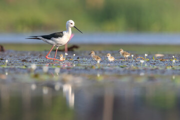 A Family of Birds by the Lake: Capturing a heart-warming moment where a graceful long-legged bird watches over its tiny, fluffy chicks by the serene lakeside.