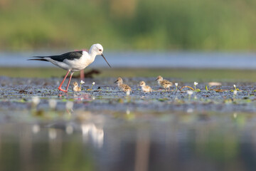 Black-winged stilt and chicks: A beautiful black-winged stilt stands watch over its precious chicks, showcasing a heartwarming display of parenthood.