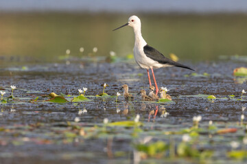 Elegant Stilt bird in the Wetlands: A captivating stilt bird gracefully perches amidst the tranquil...