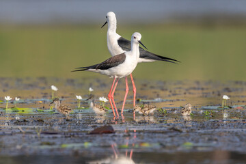 Stilts in Wetlands: Witness the graceful silhouette of a pair of stilts in their natural wetlands, framed against a backdrop of verdant greenery. This image encapsulates the serenity of nature