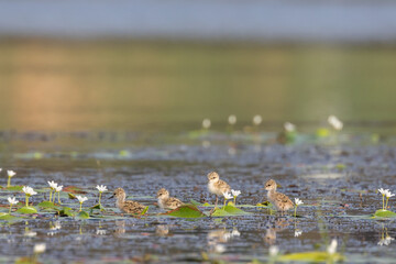 Aquatic Companions: Delicate ducklings navigate a serene water surface, nestled amidst aquatic blossoms under a soft, ambient light, a heartwarming scene from the heart of nature.