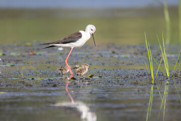 Black-winged stilt family at lakeside: A heartwarming glimpse into the serene world of avian family life, showcasing a black-winged stilt and its adorable chicks.