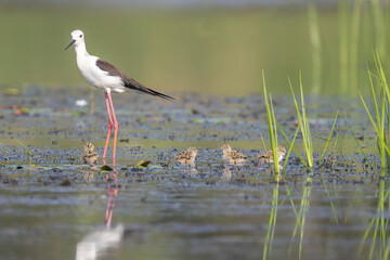 Graceful Avian Family: A captivating capture of a black-winged stilt and its adorable chicks gracefully wading in a tranquil wetland, embodying the essence of avian elegance and family bond.